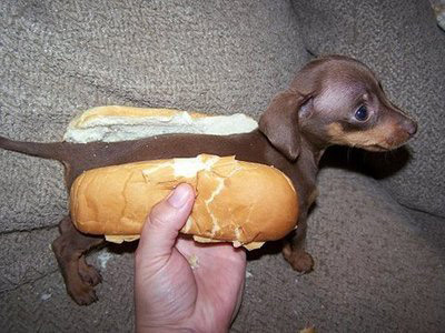 Cachorro salsicham dentro do pão